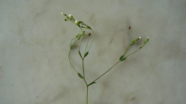 Linum catharticum