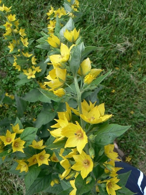 Lysimachia punctata