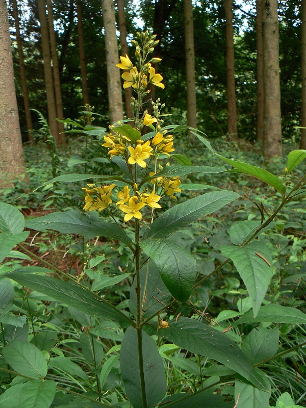 Lysimachia vulgaris