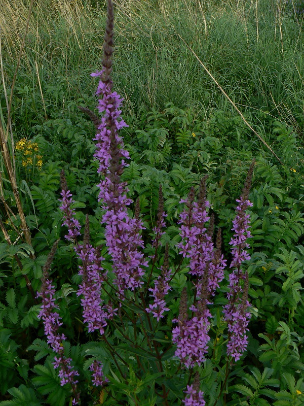 Lythrum salicaria