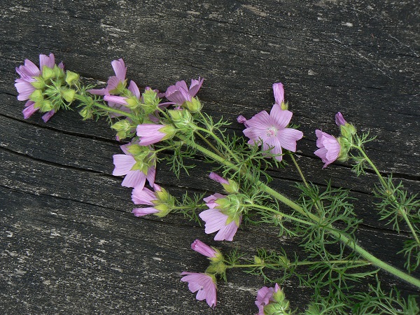 Malva moschata