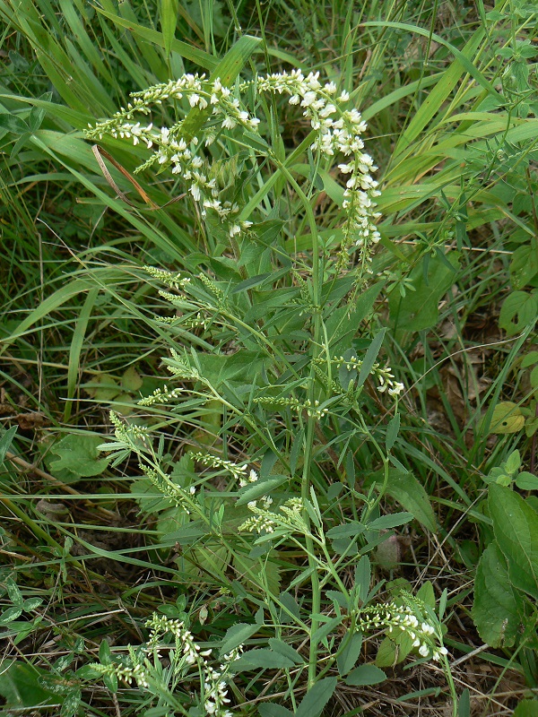 Melilotus alba