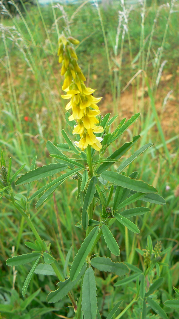 Melilotus officinalis