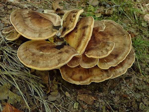 Meripilus giganteus