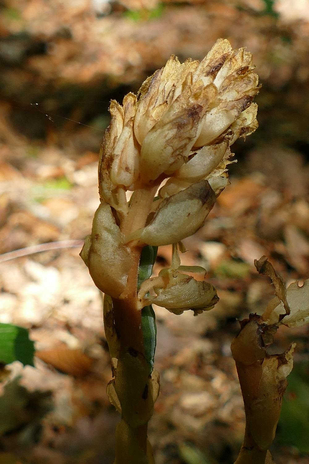 Monotropa hypopitys 1