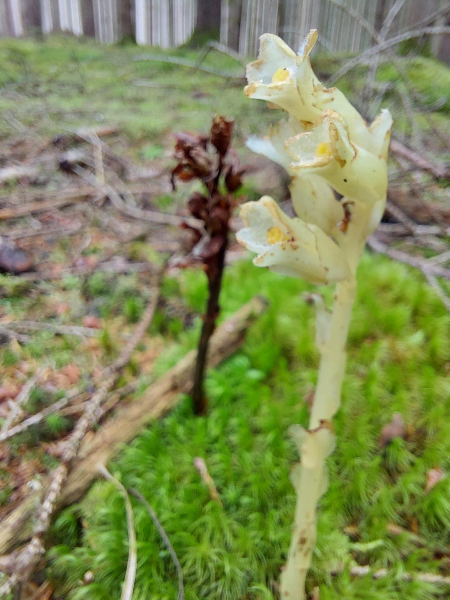 Monotropa hypopitys