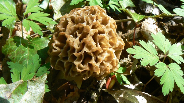 Morchella esculenta 1