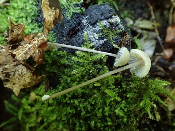 Mycena galopus