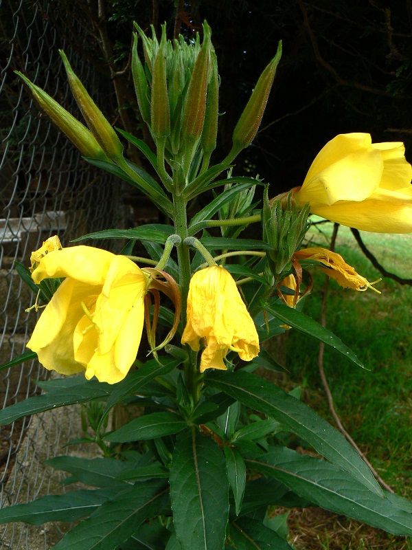 Oenothera glazioviana