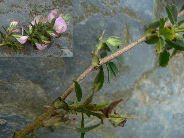 Ononis campestris