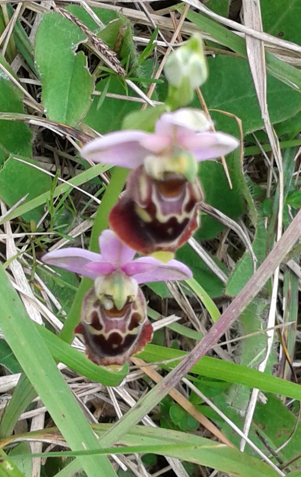 Ophris fuciflora