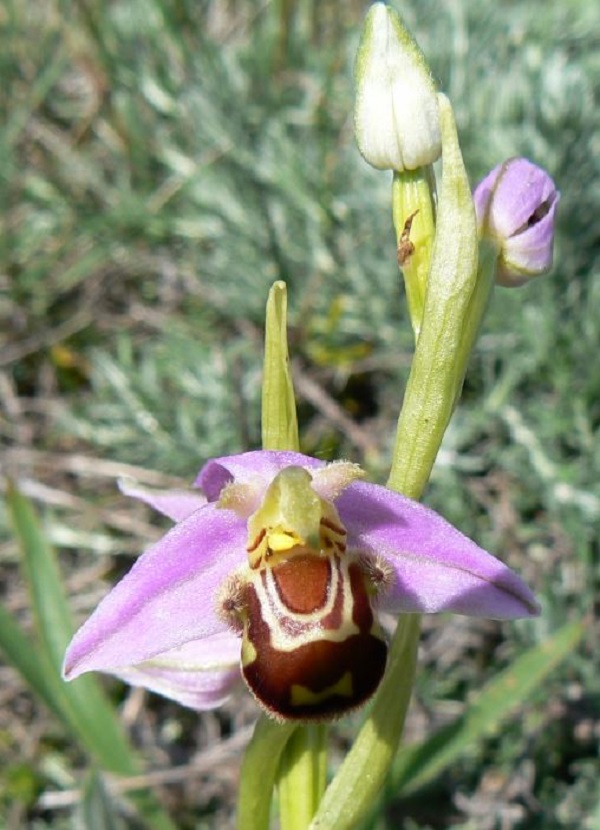 Ophrys apifera