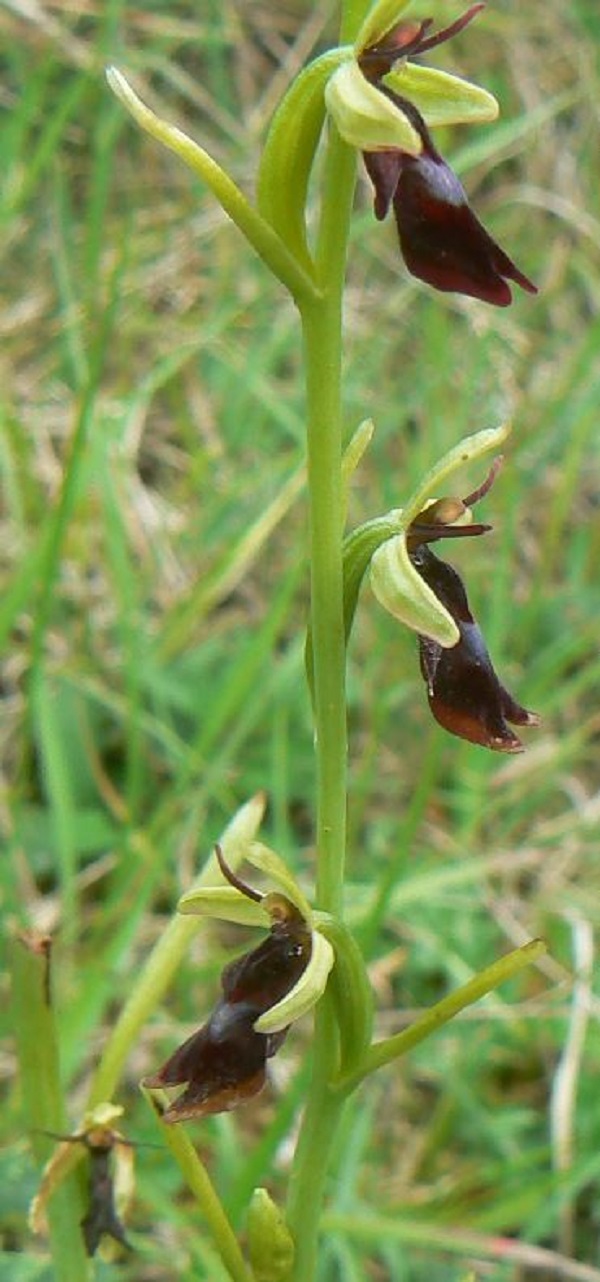 Ophrys insectifera