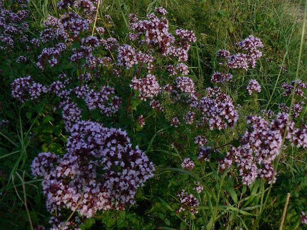 Origanum vulgare