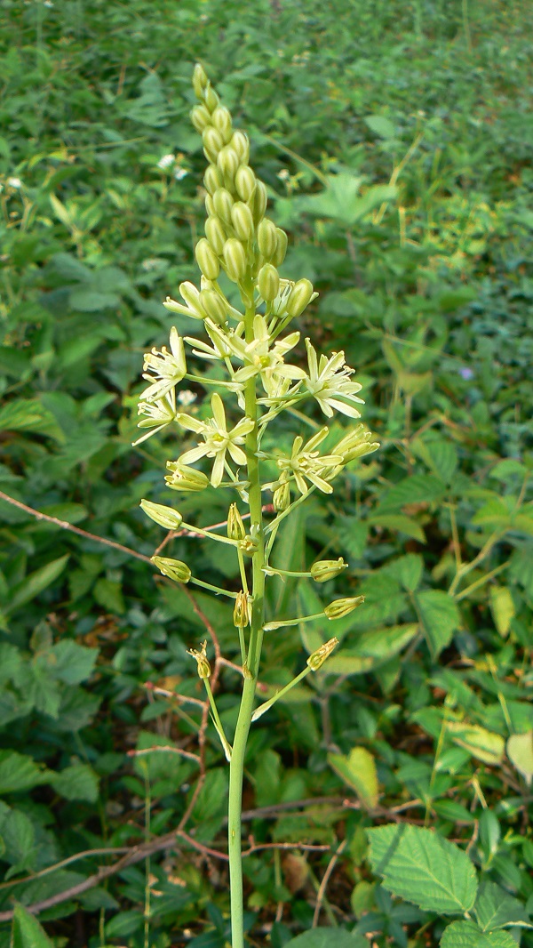 Ornythogalum pyrenaicum