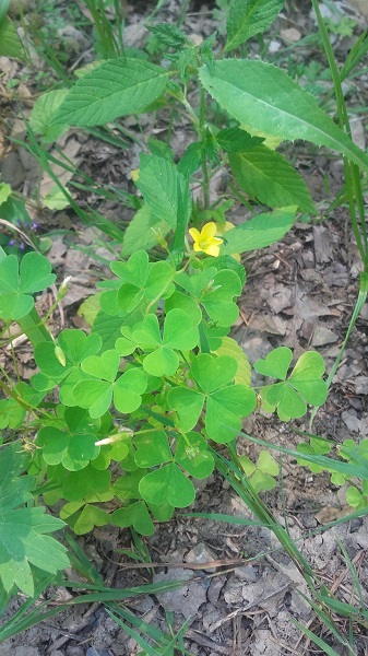 Oxalis stricta