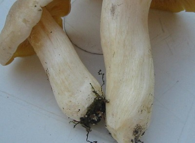 Pieds stries legerement