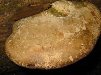 Piptoporus betulinus