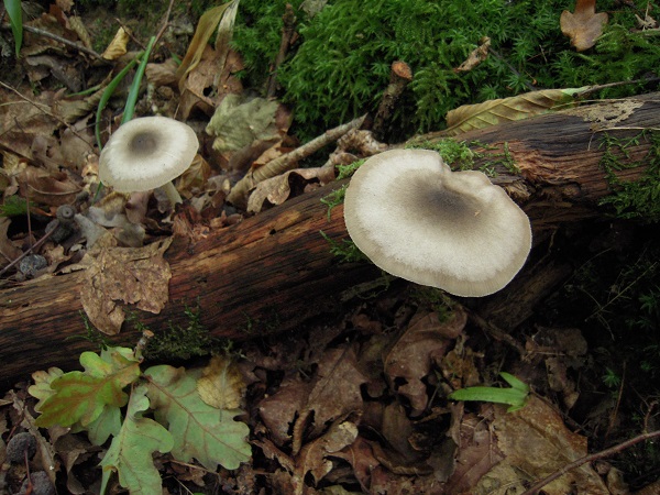 Pluteus salicinus 2