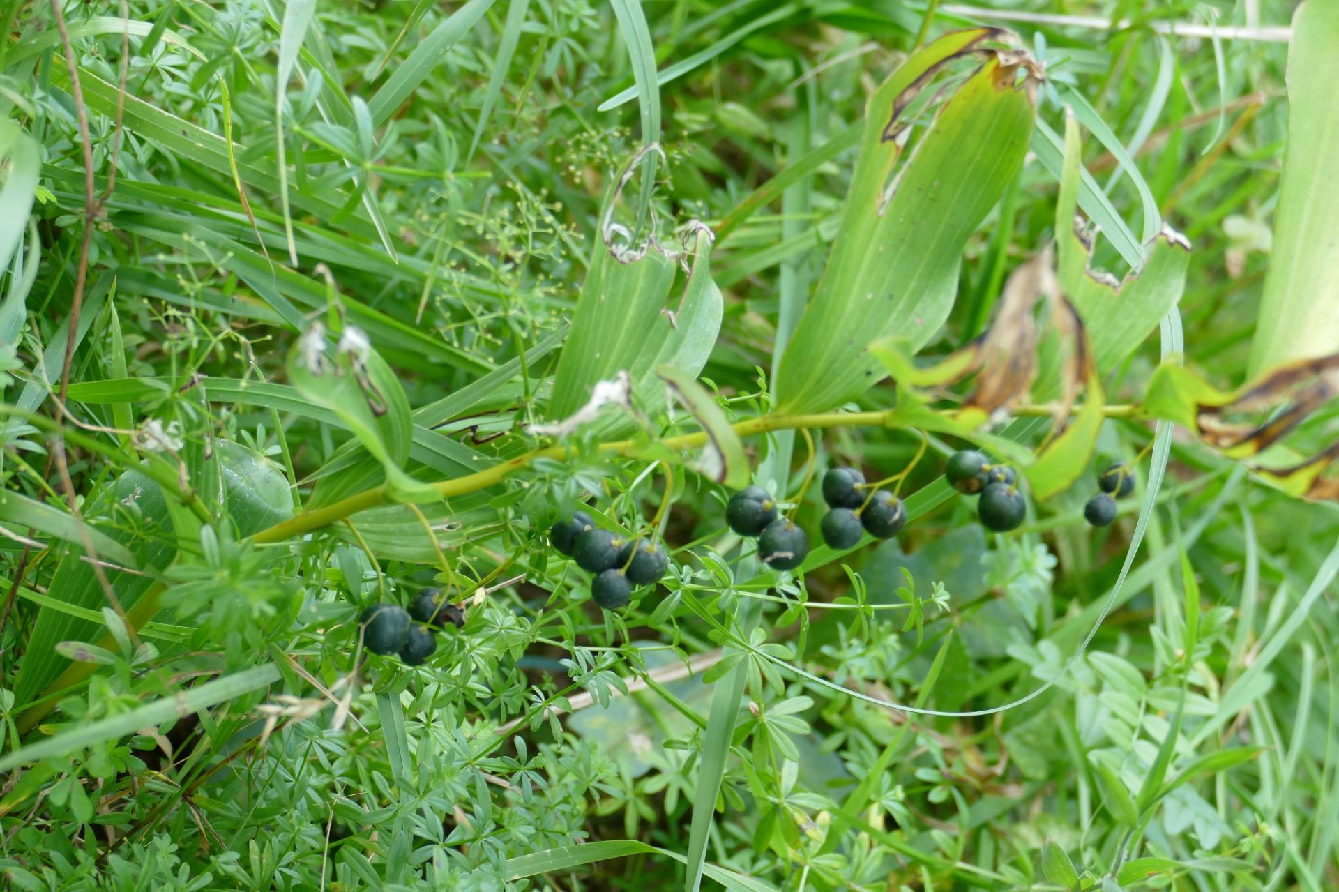 Polygonatum multiflorum x