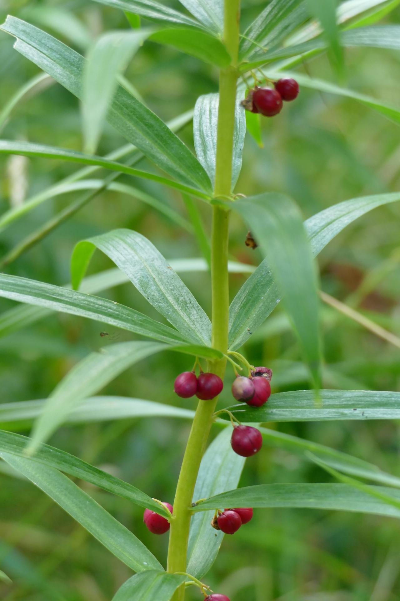 Polygonatum verticillatum x