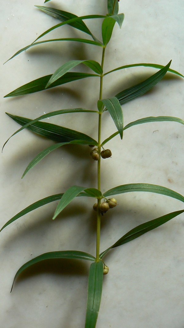 Polygonatum verticillatum