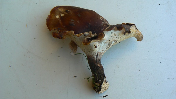 Polyporus durus 1