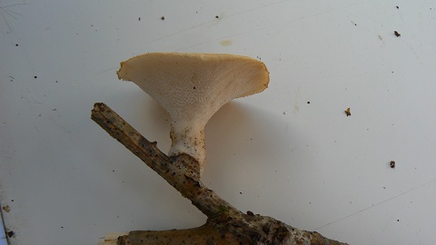 Polyporus tuberaster