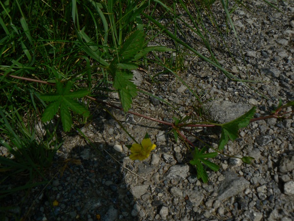 Potentilla reptens