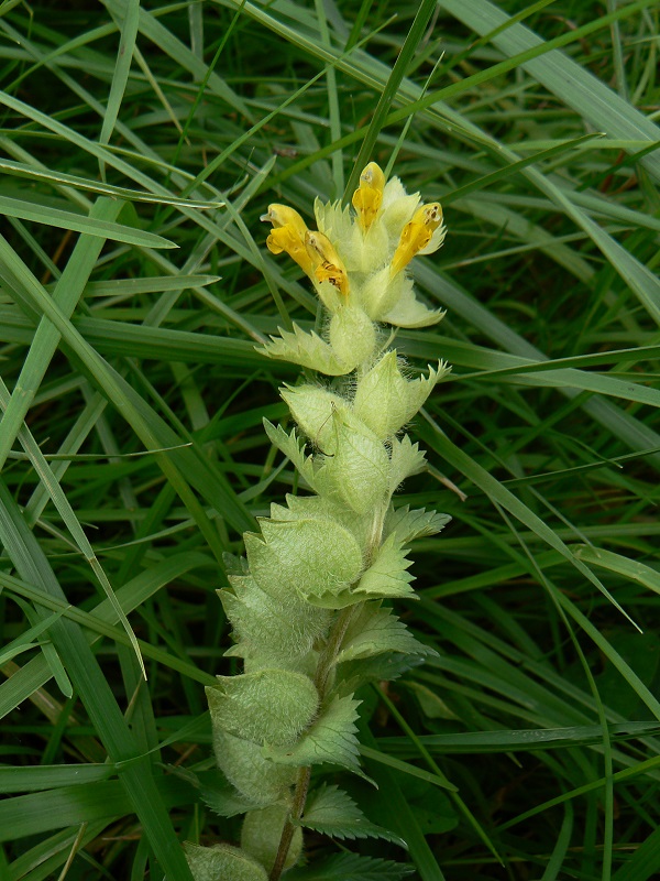 Rhinanthus minor