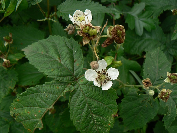 Rubus fruticosus