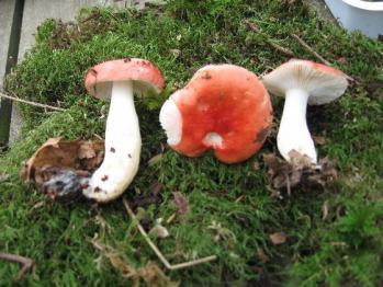 Russula fageticola