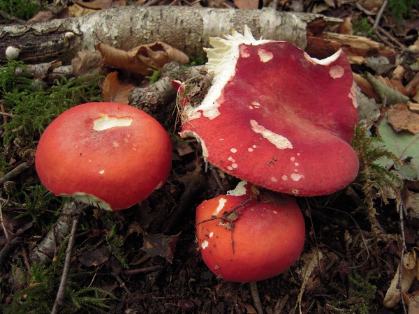 Russula lepida 1