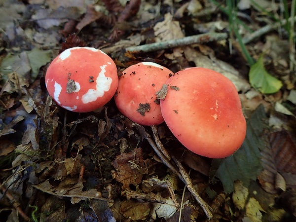 Russula lepida 1