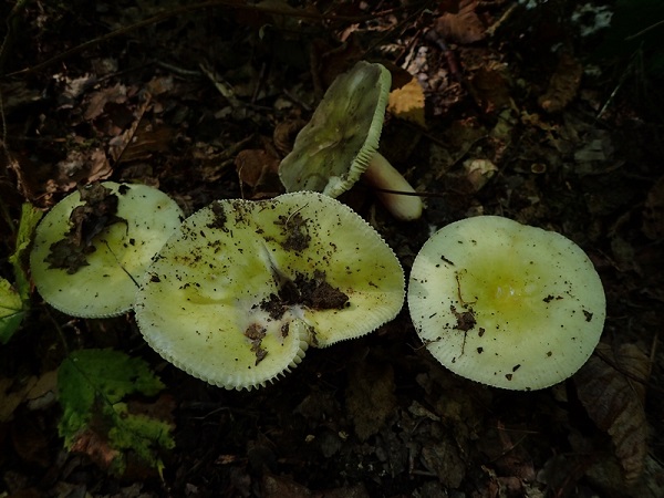 Russula violeopes