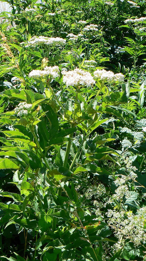 Sambucus ebulus