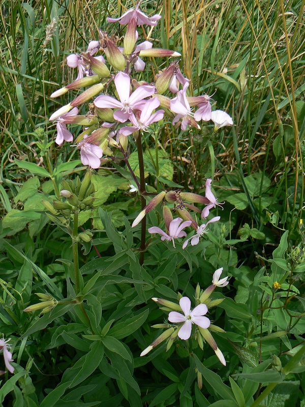 Saponaria officinalis