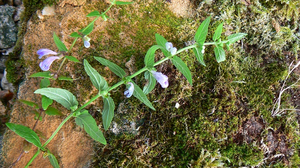 Scutellaria galericulata