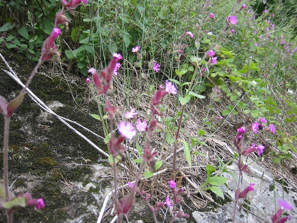 Silene dioica