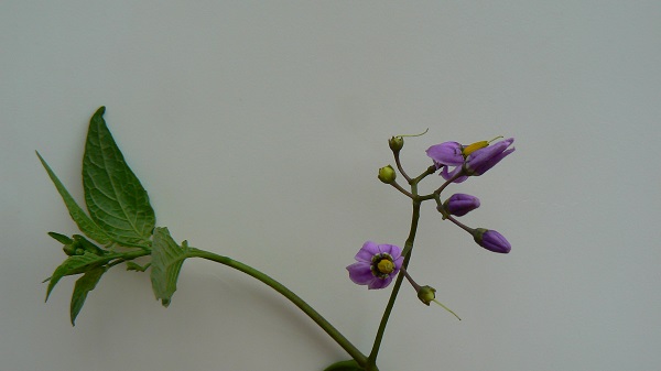 Solanum dulcamara