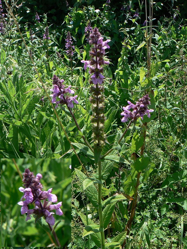 Stachys palustris