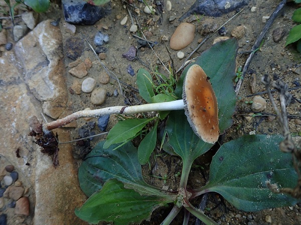 Stropholoma squamosum psilocybe squamosa