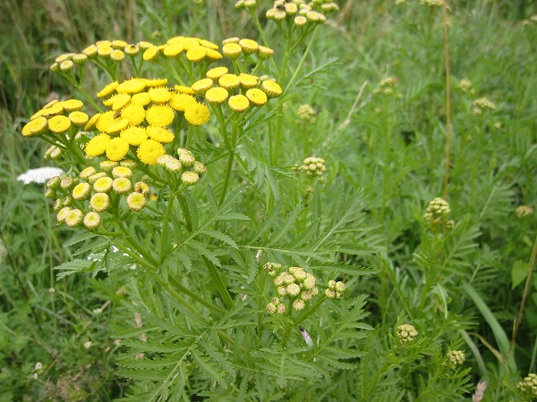 Tanacetum vulgare