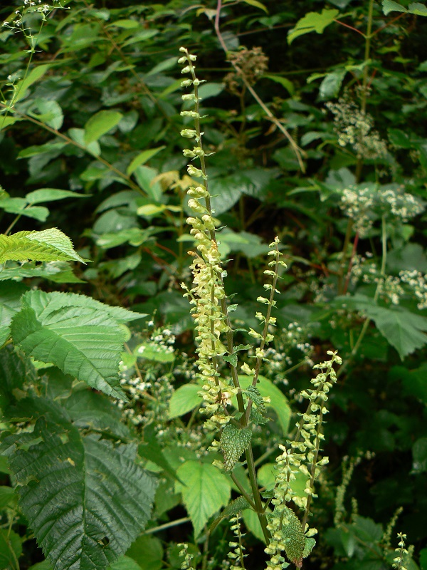 Teucrium scorodonia