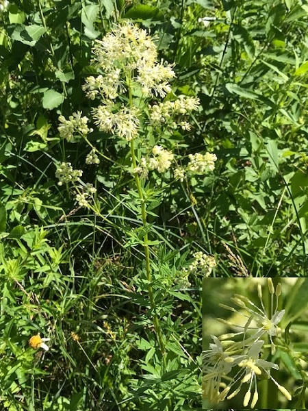 Thalictrum flavum