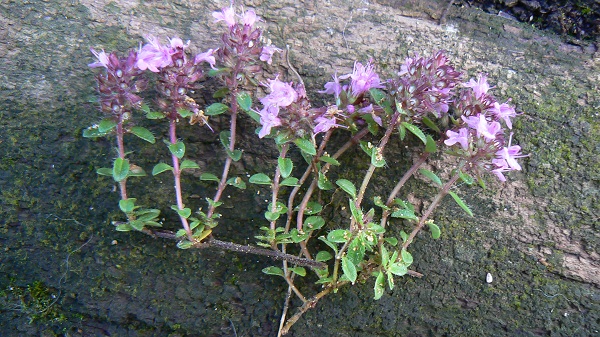 Thymus praecox ssp britannicus