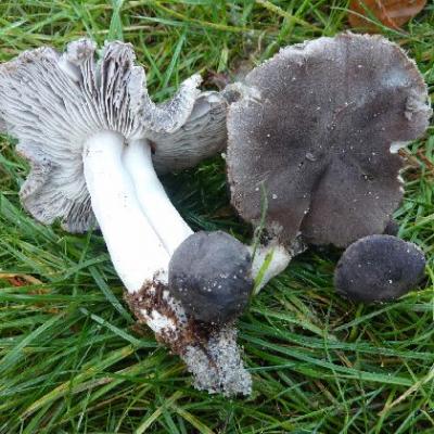 Tricholoma terreum