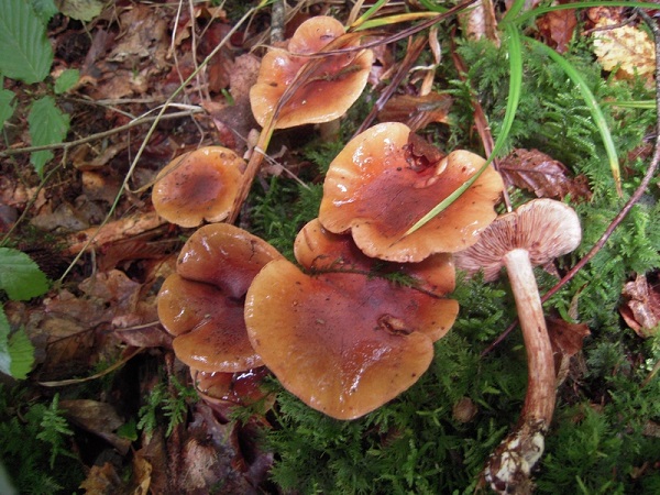 Tricholoma ustale