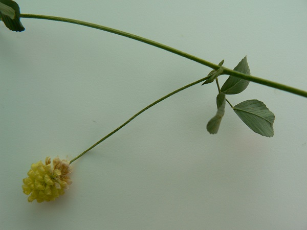 Trifolium campestre