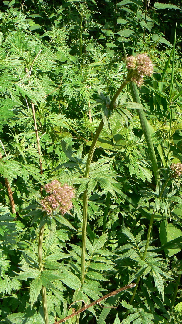 Valeriana officinalis